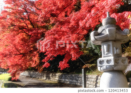 Eigenji Momiji Temple in Daigo Town, Ibaraki Prefecture, at the peak of autumn foliage 120413453