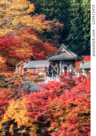 茨城縣醍醐町秋葉盛開的永源寺紅葉寺 120413455