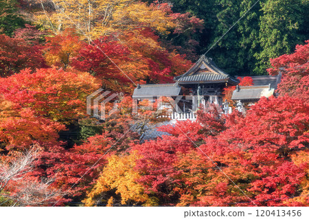 茨城縣醍醐町秋葉盛開的永源寺紅葉寺 120413456