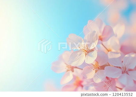 Close-Up of Cherry Blossoms Blooming in Spring 120413552
