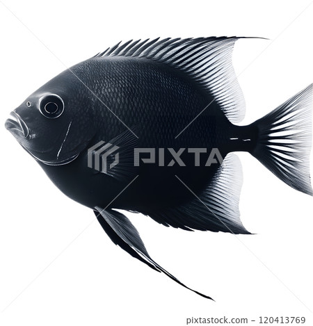 Minimalistic Silhouette of a Tropical Fish Captured in High Key Style Against Transparent Background 120413769