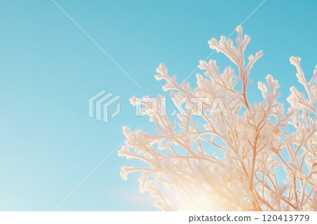 Frost-Kissed Tree Branches Under Clear Blue Sky Frost-Kissed Tree Branches Under Clear Blue Sky 120413779