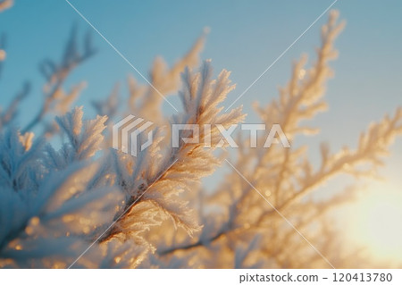 Golden Sunlight Illuminating Frost-Covered Branches Golden Sunlight Illuminating Frost-Covered Branches 120413780