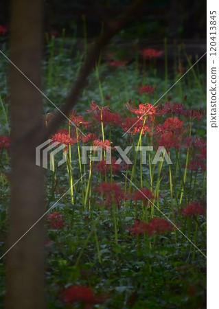 Landscape with cluster amaryllis Landscape with cluster amaryllis 120413845