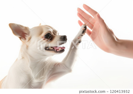 Joyful chihuahua excitedly high-fives human hand on white background Joyful chihuahua excitedly high-fives human hand on white background 120413932