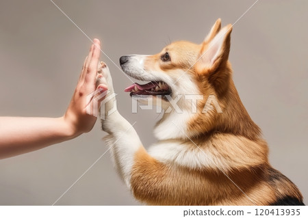 Joyful corgi excitedly high-fives human hand 120413935