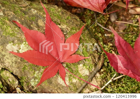 Close-up of fallen leaves, red maple leaves on stone, autumn scenery 120413996