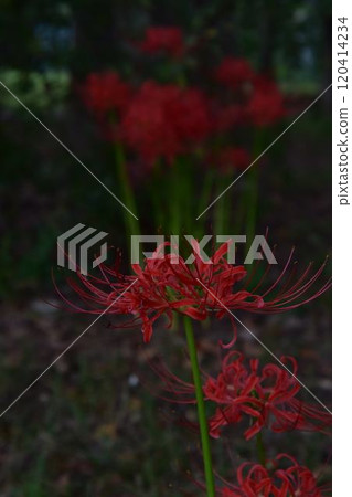 紅蜘蛛百合 120414234