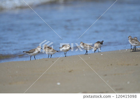 本年 本年 120415098