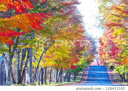 觀音直楓樹線 120415105