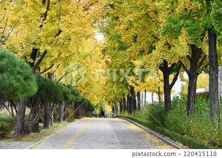 Ginkgo trees line the sidewalk [Seoul, Korea] 120415118