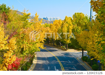 秋天南山腳下的銀杏樹[韓國首爾] 120415126