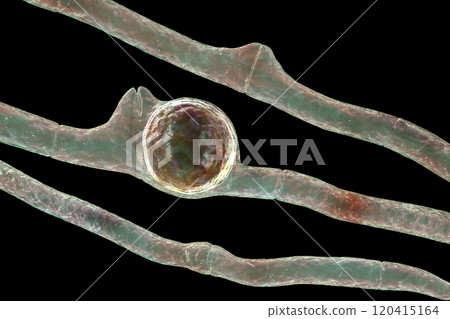 Basidiobolus ranarum microscopic fungi, 3D illustration. Cause chronic inflammatory subcutaneous mucormycosis 120415164