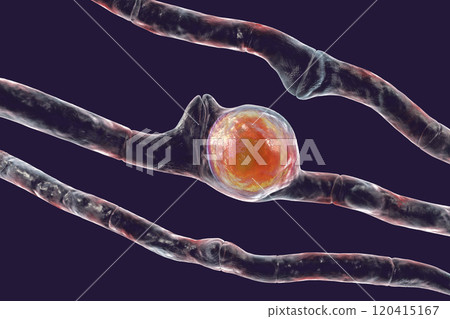 Basidiobolus ranarum microscopic fungi, 3D illustration. Cause chronic inflammatory subcutaneous mucormycosis Basidiobolus ranarum microscopic fungi, 3D illustration. Cause chronic inflammatory subcutaneous mucormycosis 120415167