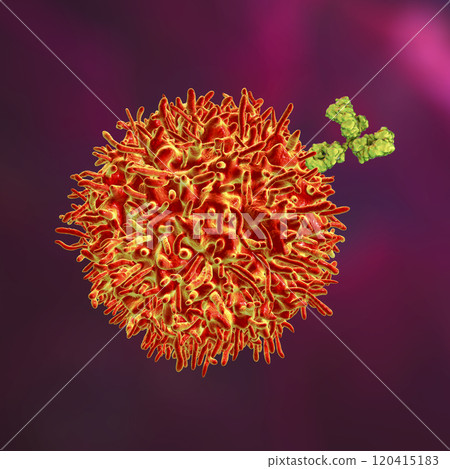 B-cell and antibodies B-cell and antibodies 120415183