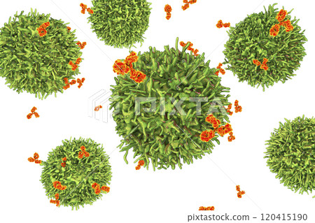 B-cell and antibodies B-cell and antibodies 120415190