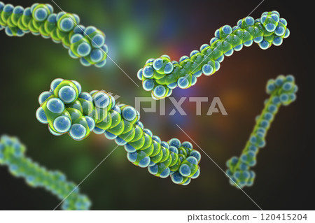 Molecular model of beta-carotene, precursor to vitamin A, 3d illustration Molecular model of beta-carotene, precursor to vitamin A, 3d illustration 120415204