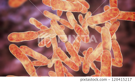 Bacteria Bifidobacterium, normal flora of human intestine Bacteria Bifidobacterium, normal flora of human intestine 120415217