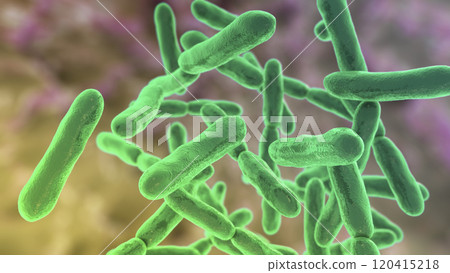 Bacteria Bifidobacterium, normal flora of human intestine Bacteria Bifidobacterium, normal flora of human intestine 120415218