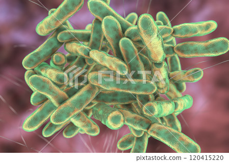 Bacteria Bifidobacterium, normal flora of human intestine Bacteria Bifidobacterium, normal flora of human intestine 120415220