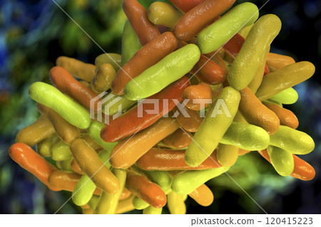 Bacteria Bifidobacterium, normal flora of human intestine 120415223