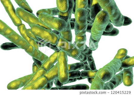 Probiotic Bacteria Bifidobacterium Probiotic Bacteria Bifidobacterium 120415229