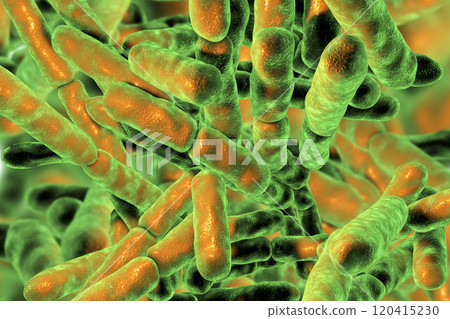 Probiotic Bacteria Bifidobacterium 120415230