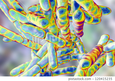 Probiotic Bacteria Bifidobacterium Probiotic Bacteria Bifidobacterium 120415235
