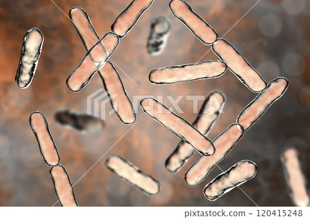 Bacteria Bifidobacterium, gram-positive anaerobic rod-shaped bacteria which are part of normal flora of human intestine 120415248