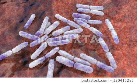 Bacteria Bifidobacterium, normal flora of human intestine 120415255