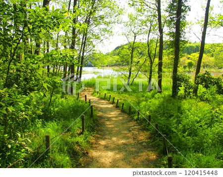 Spring forest landscape with a path leading to a pond 120415448