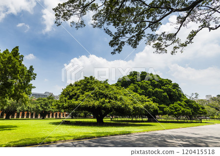 Beautiful view of the large Banyan Garden on the National Cheng Kung University (NCKU) campus in Tainan, Taiwan. 120415518