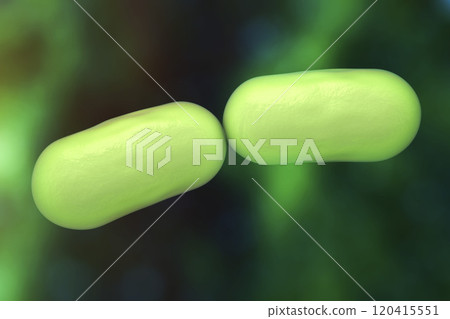Rod shaped bacteria Rod shaped bacteria 120415551