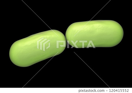 Rod shaped bacteria 120415552