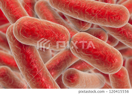Rod shaped bacteria Rod shaped bacteria 120415556