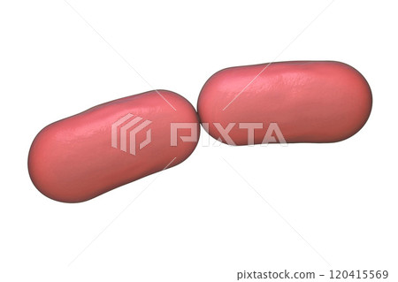 Two bacteria isolated on white background Two bacteria isolated on white background 120415569