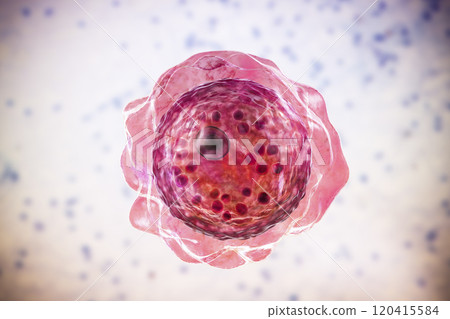Cyst of Balamuthia mandrillaris amoeba Cyst of Balamuthia mandrillaris amoeba 120415584