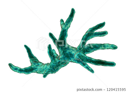 Balamuthia mandrillaris amoeba Balamuthia mandrillaris amoeba 120415595