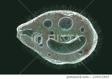Balantidium coli protozoan Balantidium coli protozoan 120415607