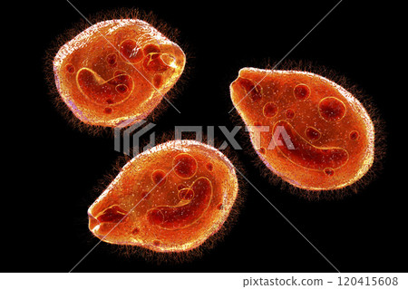 Balantidium coli protozoan Balantidium coli protozoan 120415608