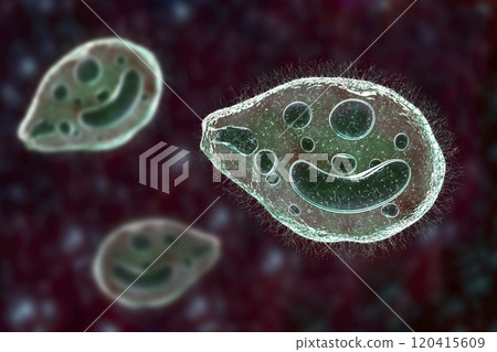 Balantidium coli protozoan Balantidium coli protozoan 120415609