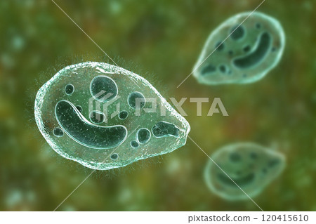 Balantidium coli protozoan Balantidium coli protozoan 120415610