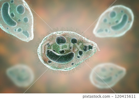 Balantidium coli protozoan Balantidium coli protozoan 120415611