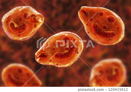 Balantidium coli protozoan 120415612