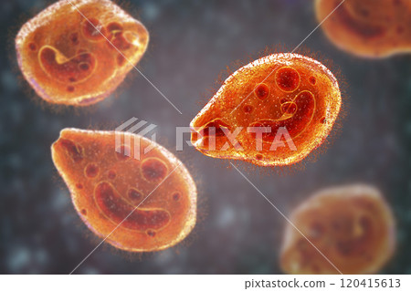 Balantidium coli protozoan 120415613