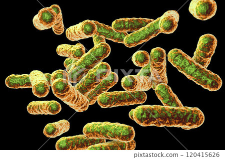 Bartonella quintana bacteria, the causative agent of trench fever 120415626