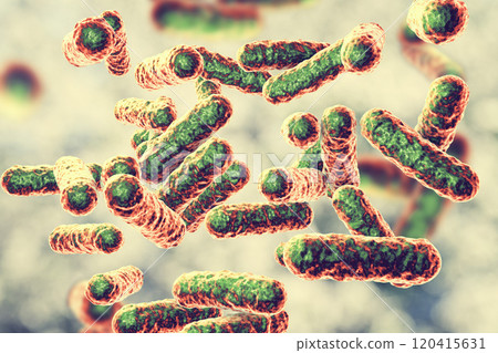 Bartonella quintana bacteria, the causative agent of trench fever 120415631