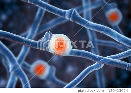 Basidiobolus ranarum microscopic fungi, 3D illustration. Cause chronic inflammatory subcutaneous mucormycosis 120415634