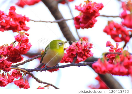 Scarlet cherry blossoms and Japanese white-eye (image of early spring) Scarlet cherry blossoms and Japanese white-eye (image of early spring) 120415753