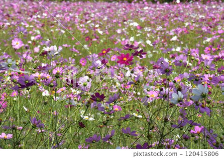 秋天的波斯菊田裡盛開著粉紅色的花朵 120415806